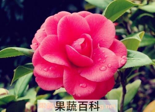 山茶花怎么养