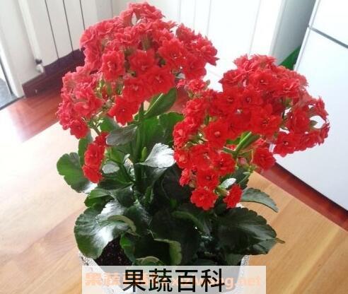  长寿花有毒吗