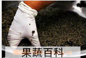 果蔬百科鱼子酱
