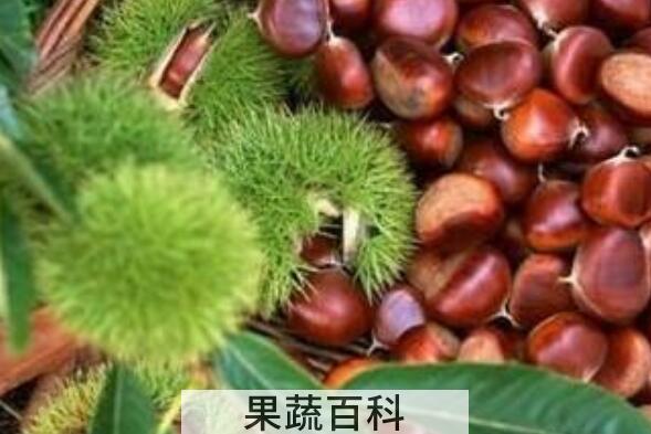 吃板栗有什么好处有哪些 板栗的功效