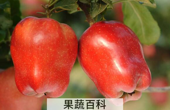红蛇果与新红星的区别 吃红蛇果的好处