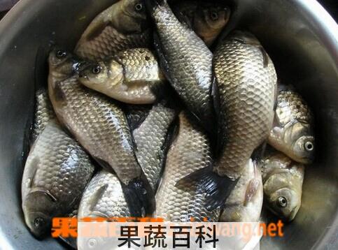 果蔬百科鲫鱼