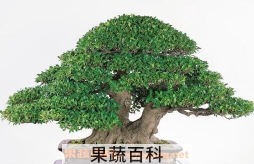 养殖榕树的注意事项