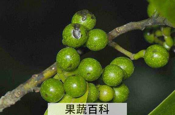 山胡椒怎么腌制 山胡椒的腌制方法