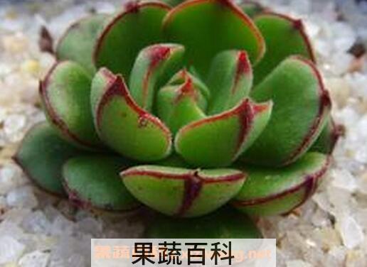 丹尼尔怎么养 