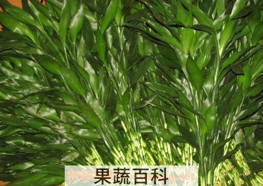 富贵竹叶子发黄怎么办