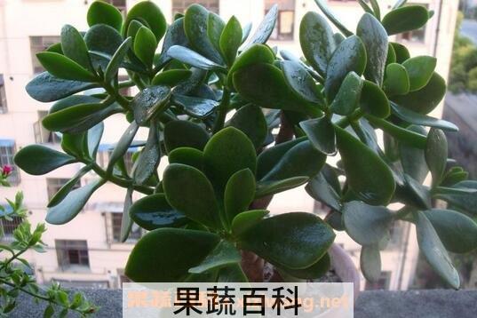 玉树的养殖方法与注意事项