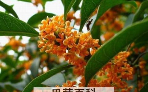 桂花的用处有哪些 桂花的作用介绍