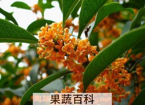桂花的用处有哪些