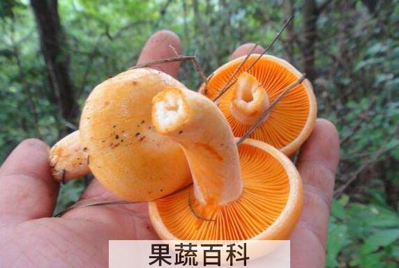 松菌菇的功效与作用 吃松菌菇的好处