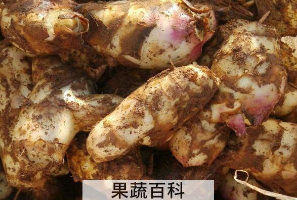 红芭蕉芋的功效和作用