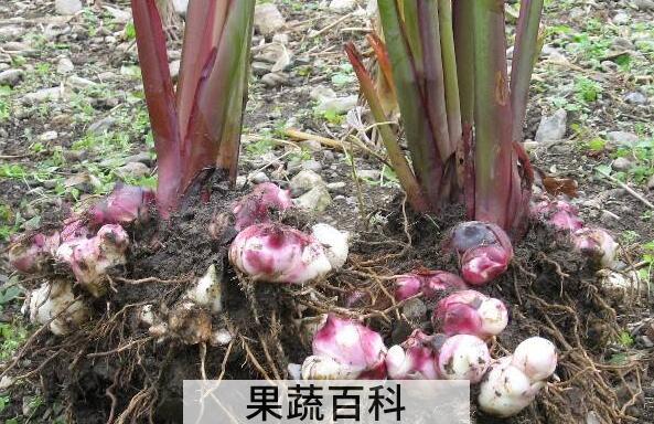 红芭蕉芋的功效和作用