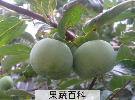 青柿子怎么吃 青柿子的食用方法