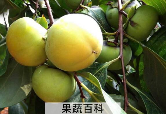 青柿子怎么吃 青柿子的食用方法
