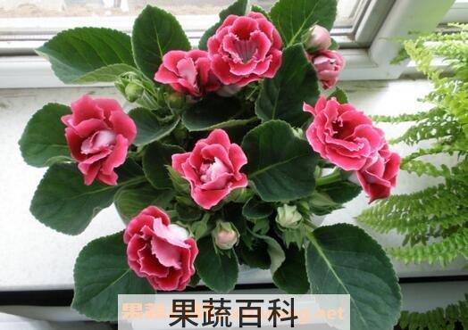 净化室内空气的植物有哪些