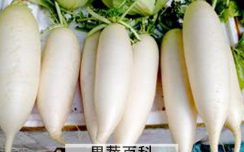 鼻子不通气怎么办 鼻子不通气的小妙招