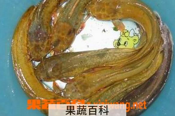果蔬百科黄鲶鱼