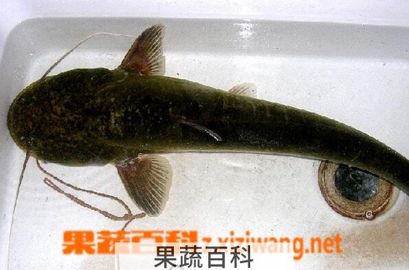 果蔬百科大口鲶鱼