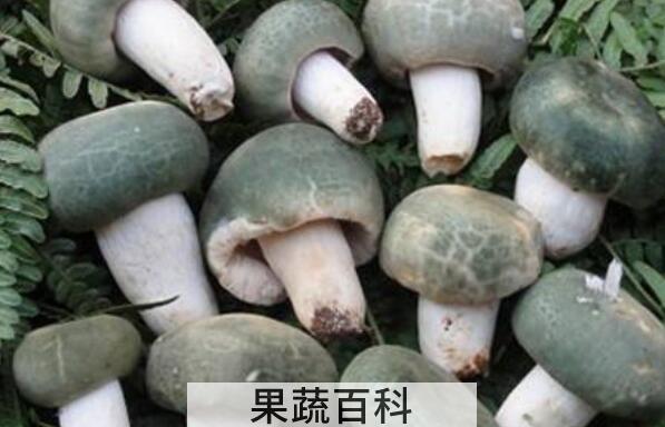 晒干的青头菌怎么吃 青头菌的正确食用方法