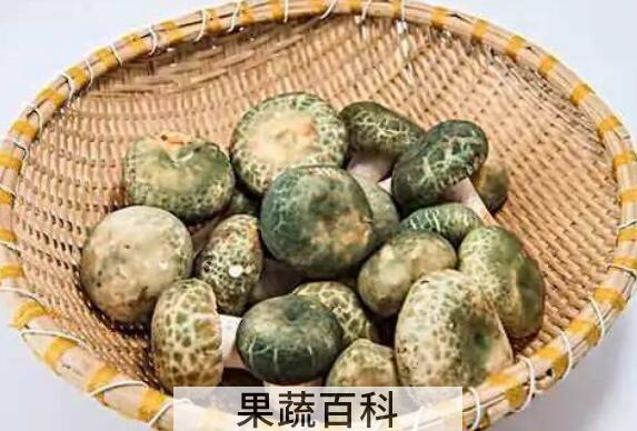 晒干的青头菌怎么吃 青头菌的正确食用方法