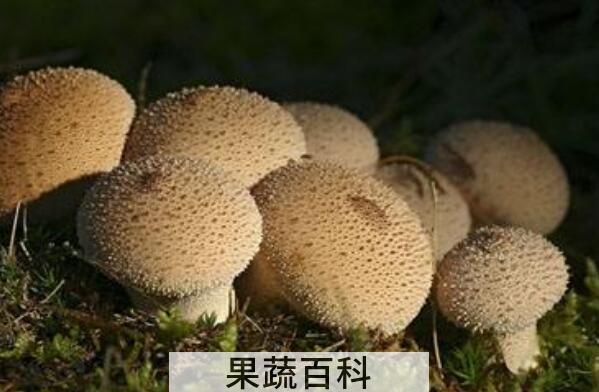 马勃菌的功效与作用 马勃菌怎么吃