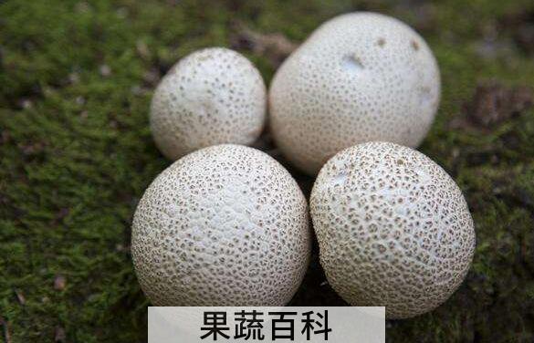 马勃菌的功效与作用 马勃菌怎么吃