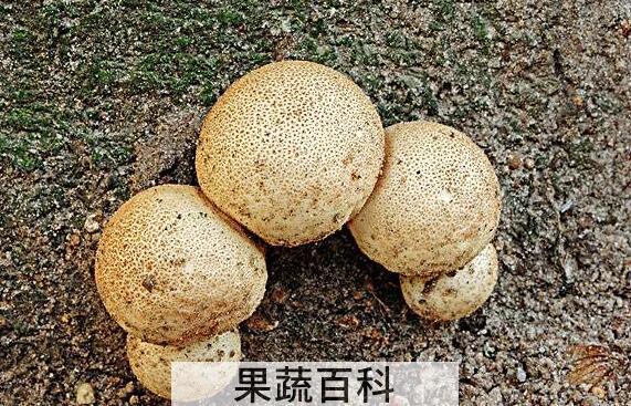 灰孢菇与马勃的区别 灰孢菇的功效与作用