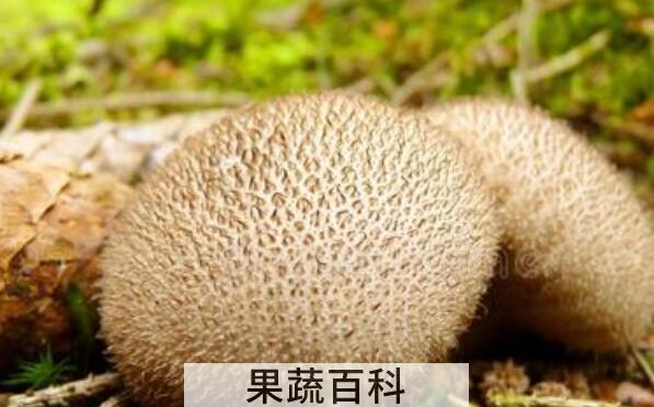 灰孢菇与马勃的区别 灰孢菇的功效与作用