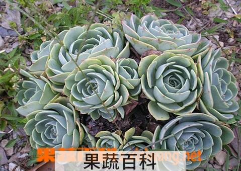 果蔬百科石莲花的功效与作用