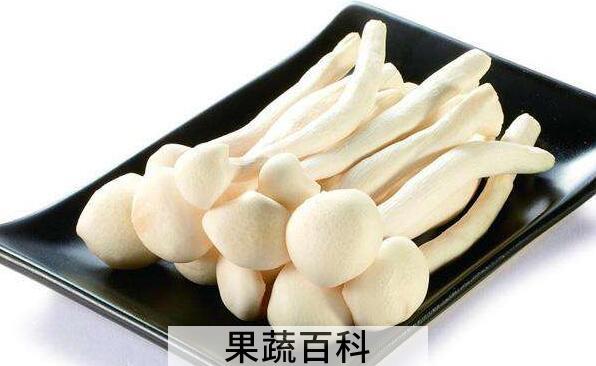 海鲜菇的功效与作用 海鲜菇的好处
