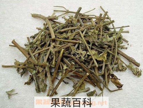 猫须草茶