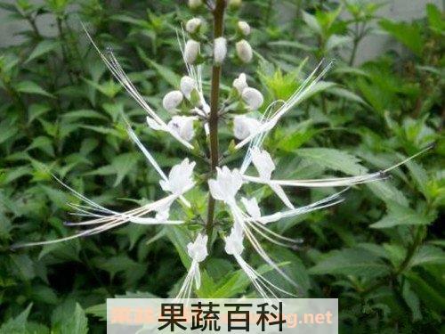 猫须草茶