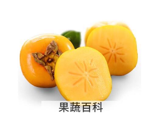 硬柿子的功效与作用