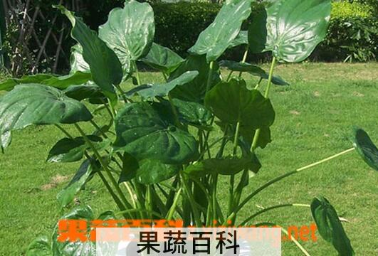 果蔬百科滴水观音叶子发黄怎么办