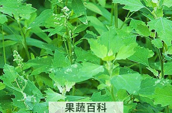 灰菜的功效与作用及副作用