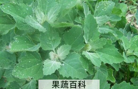 灰菜的功效与作用及副作用