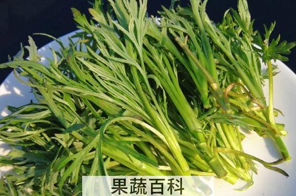 柳蒿芽的作用与功效及食用方法