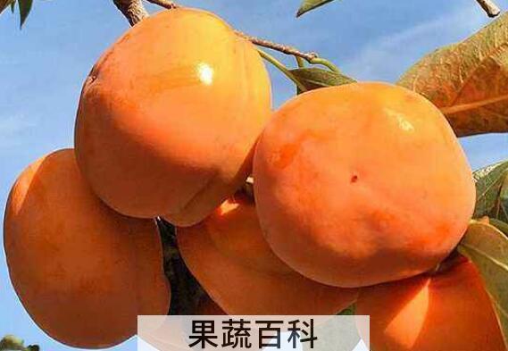 懒柿子怎么做又甜又脆