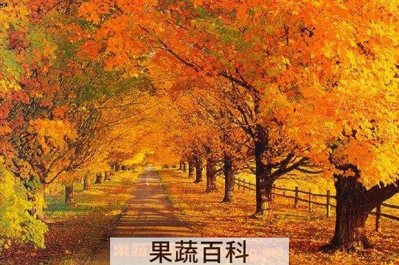 枫树茶