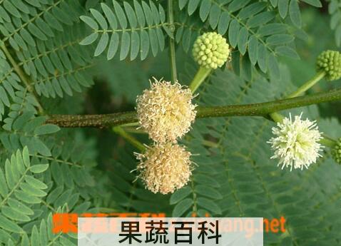果蔬百科银合欢的药用价值与功效