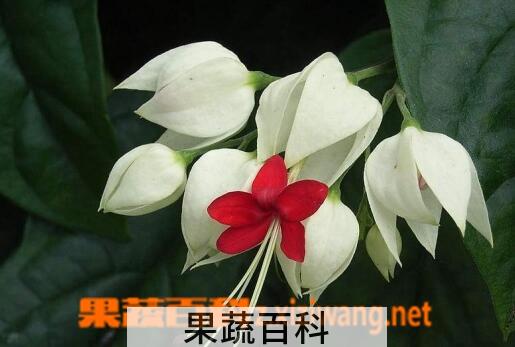果蔬百科龙吐珠的养殖方法与注意事项