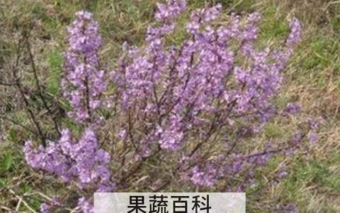 芫条根煮水喝的功效与作用 喝芫条根水注意什么