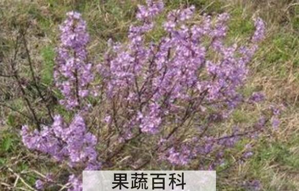 芫条根煮水喝的功效与作用 喝芫条根水注意什么