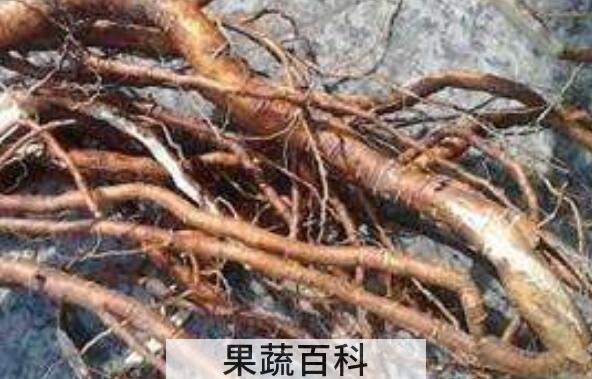 芫条根煮水喝的功效与作用 喝芫条根水注意什么