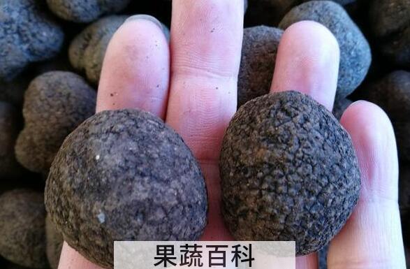猪拱菌泡酒的功效和作用