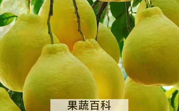 怀孕可以吃柚子吗 怀孕吃柚子的好处与坏处