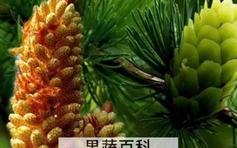 松花粉是什么 松花粉的副作用