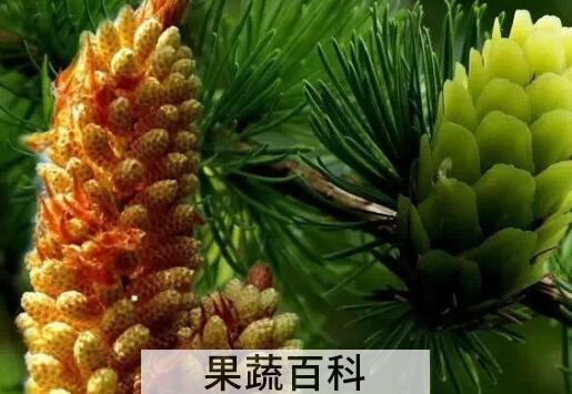 果蔬百科松花粉是什么 松花粉的副作用