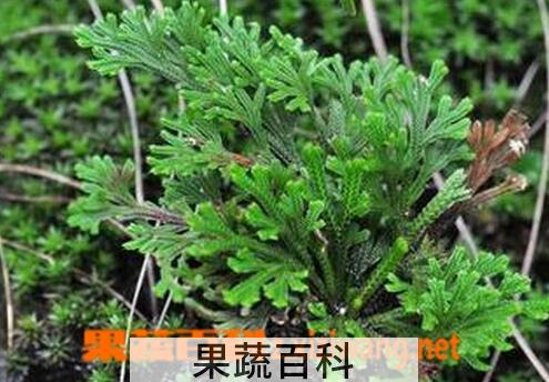 果蔬百科还魂草的功效与作用