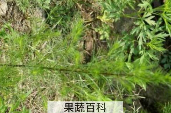 饽饽蒿的功效与作用 勃勃蒿有什么药用价值